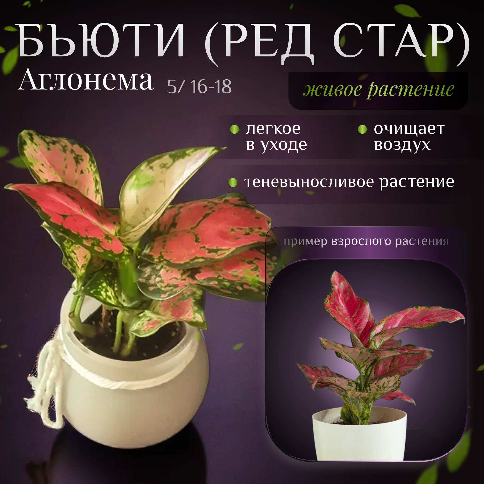 Аглаонема Бьюти (Ред стар) (Aglaonema Beauty)