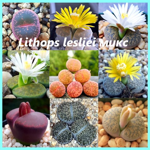 Семена- Lithops lesliei смесь сортов (10шт.) Сорт ЮАР. Быстрорастущие.