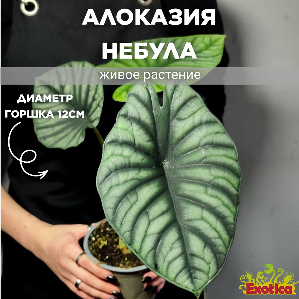 Алоказия Небула Империалис (Alocasia Nebula Imperialis) D12см