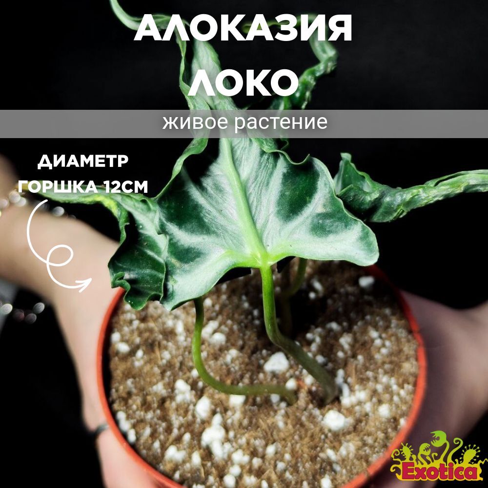 Алоказия Локо (Alocasia Loco) D12см