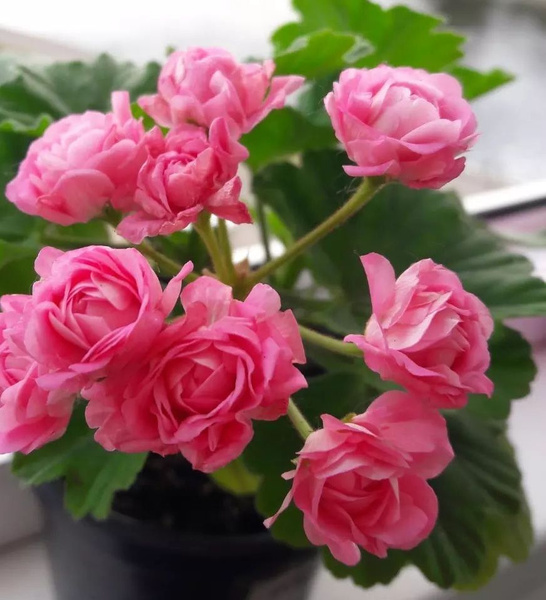 черенок пеларгония Swanland pink/Австралиан Пинк Rosebud герань розами ...