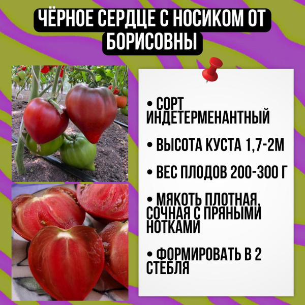 Томаты Livata томат_Чёрное сердце с носиком от Борисовны - купить по ...