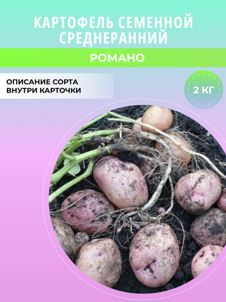 Характеристики Клубни картофеля семенного, посадочный материал 2 кг ...