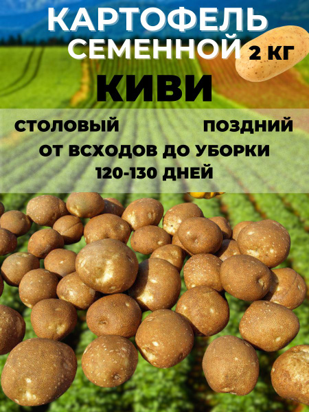 Клубни Картофель Russian Garden купить по выгодной цене в интернет ...