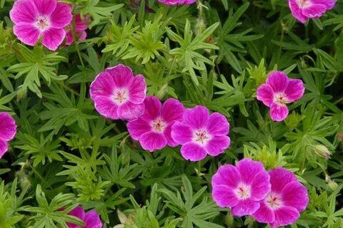 Герань кроваво-красная Элке - купить с доставкой по выгодным ценам в ...