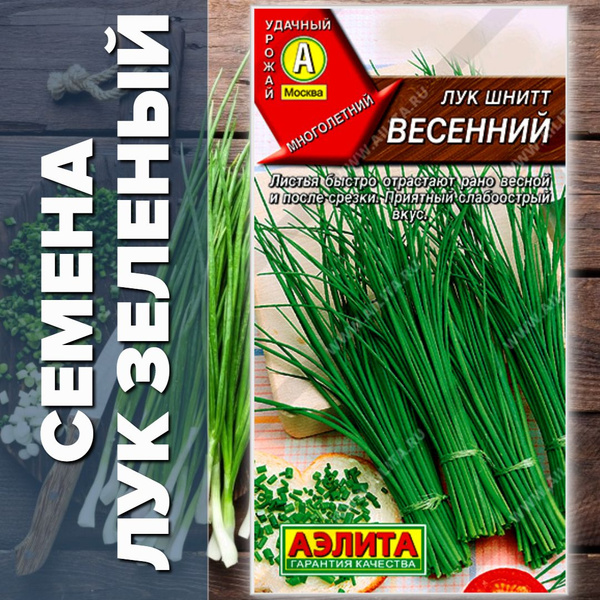 Лук Аэлита Лук Шнитт Весенний - купить по выгодным ценам в интернет ...