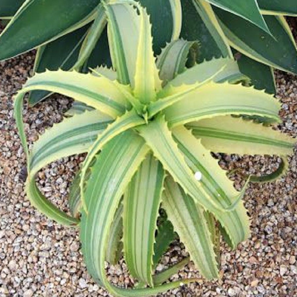 Алоэ ARBORESCENS VARIEGATA - купить по выгодным ценам в интернет ...