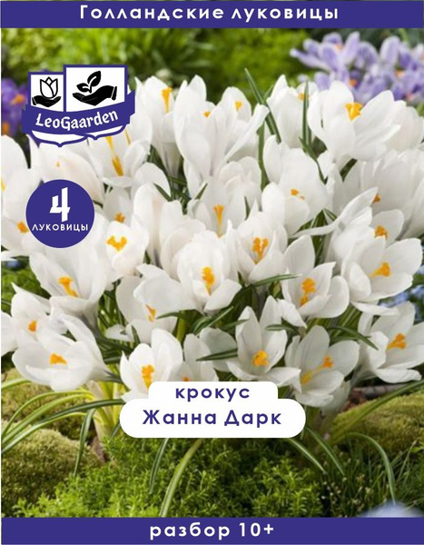 Крокус Луковица, Жанна Дарк, 4шт купить на OZON по низкой цене (1446728957)