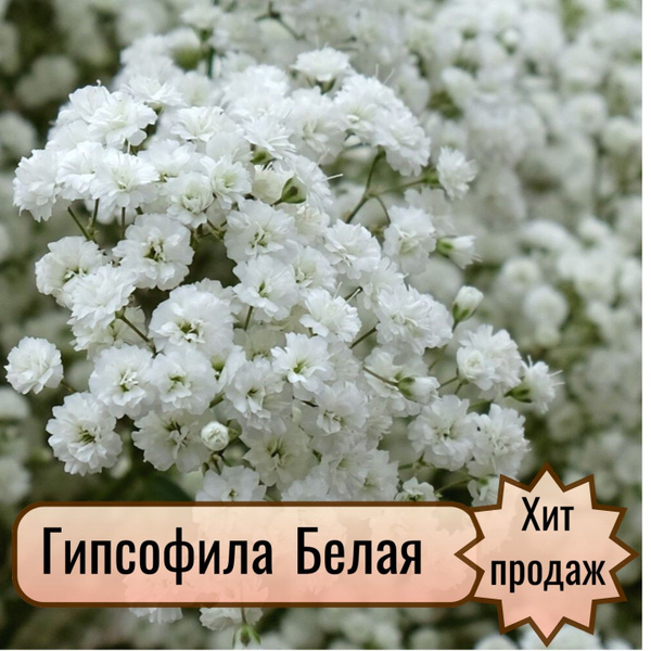 Клубни Гипсофилы многолетние Долина роз купить по выгодной цене в ...