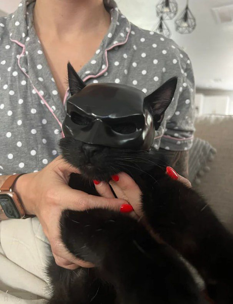 Маска для котов Супер-кот Бэтмен 3D печать - купить по доступным ценам ...