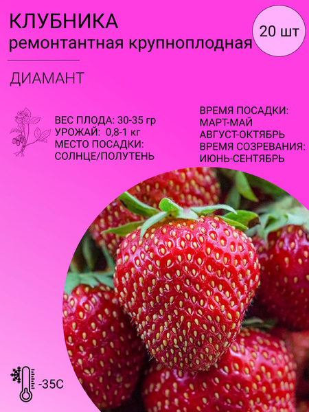 Клубника Клубника ремонтантная 20 шт - купить по выгодным ценам в ...