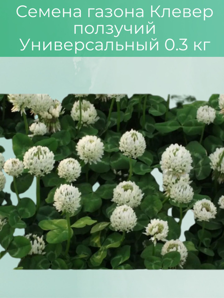 Газонные травы Престиж-Семена семена/смесь трав/цветы/овощи/ягоды ...