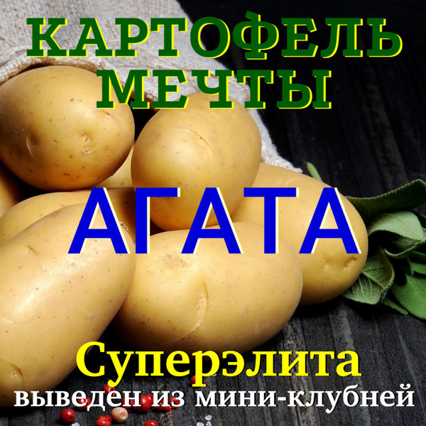 Клубни Картофель купить по выгодной цене в интернет-магазине OZON ...