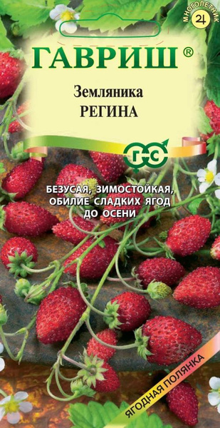 Земляника регина описание сорта фото отзывы садоводов
