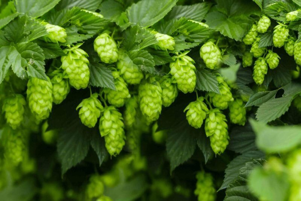 Хмель обыкновенный вьющийся (Humulus lupulus) саженец 1шт. - купить с ...