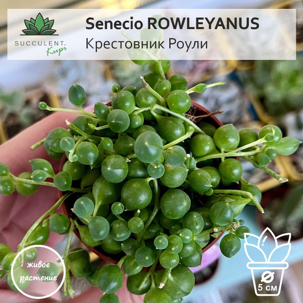 Крестовник Succulent.Kupi Senecio ROWLEYANUS / Крестовник Роули, 5 дм ...