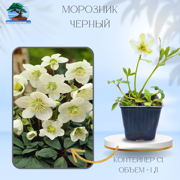 Морозник черный, С1 - купить с доставкой по выгодным ценам в интернет ...