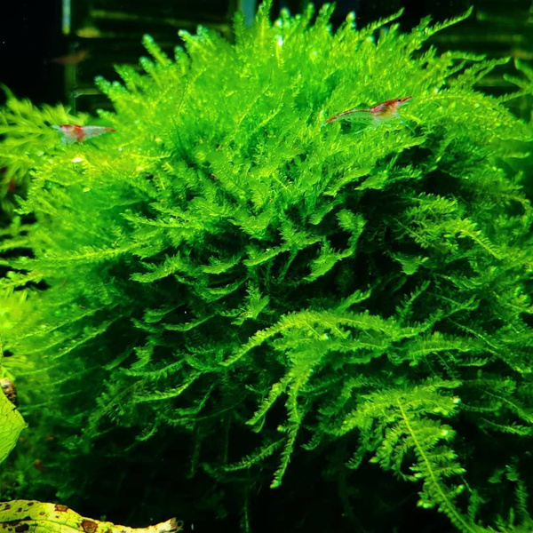 Рождественский мох (Christmas Moss, Vesicularia montagnei) аквариумное ...