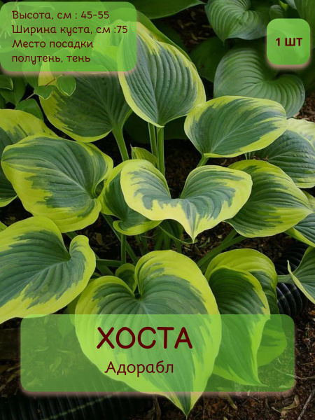 Хосты Хоста1шт - купить по выгодным ценам в интернет-магазине OZON ...