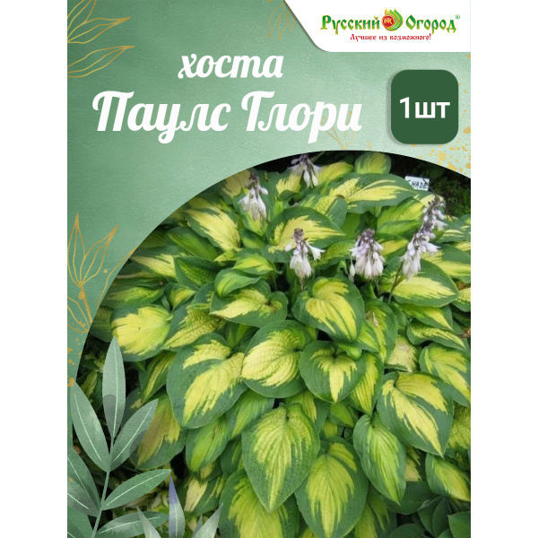 Хоста Паулс Глори - купить с доставкой по выгодным ценам в интернет ...