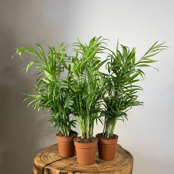 Хамедорея Plants Bel House темно-зеленый, светло-зеленый, 9 дм, 3 шт ...