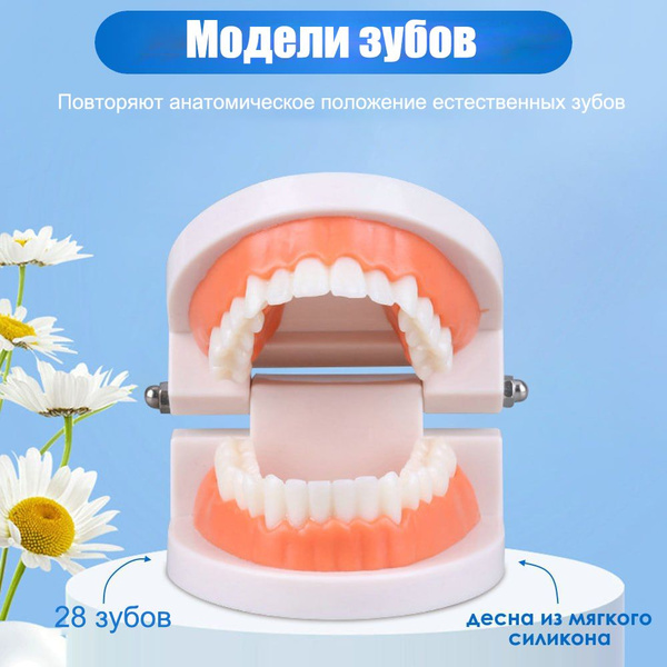 Учебная модель челюсти с зубами 28 штук Dental Study Model ...