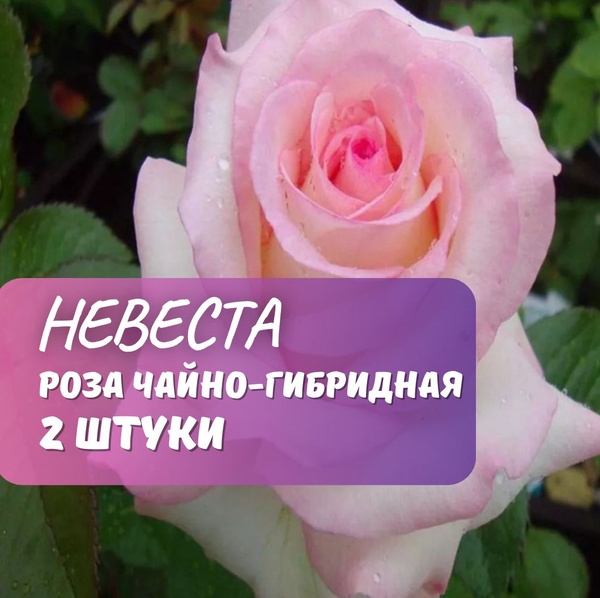 Роза чайно-гибридная Невеста 2 шт / саженец розы купить на OZON по ...
