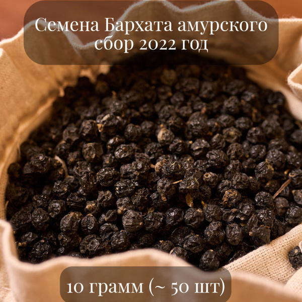 Бархат Желуди Бархат амурский - купить по выгодным ценам в интернет ...