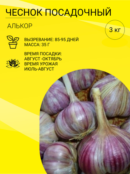 Чеснок Чеснок на посадку 3 кг - купить по выгодным ценам в интернет ...