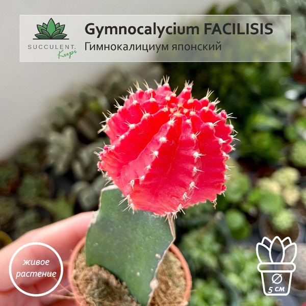 Характеристики Gymnocalycium FACILISIS / диаметр горшка 5 см ...