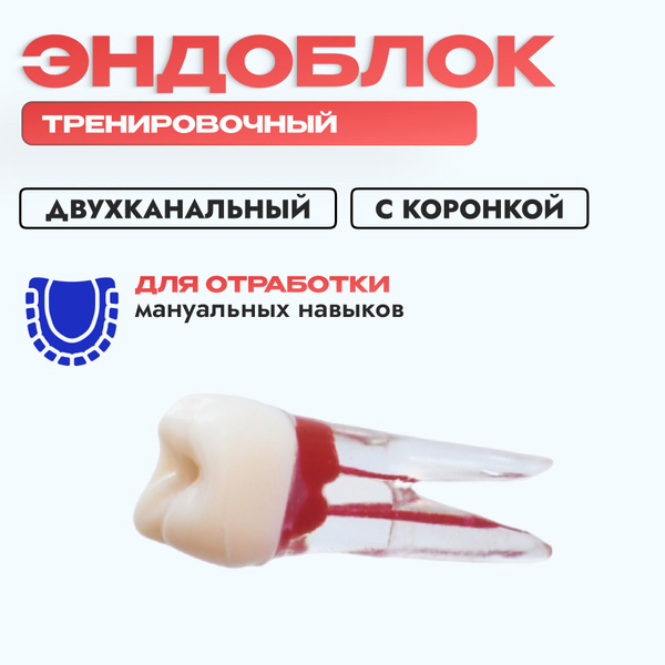 Эндоблок двухканальный тренировочный стоматологический /окрашенный ...