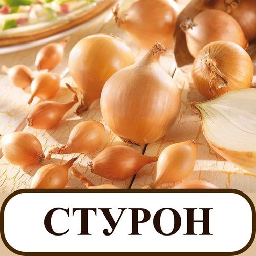 Луковицы Лук севок купить по выгодной цене в интернет-магазине OZON ...