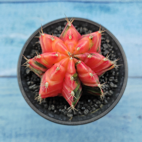 Характеристики Коллекционный кактус Gymnocalycium Variegata ...
