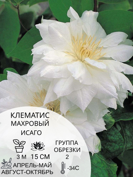 Клематис клематис - купить по выгодным ценам в интернет-магазине OZON ...