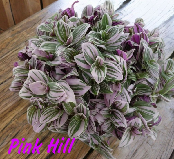 Традесканция Pink Hill, черенок купить на OZON по низкой цене (1743087837)