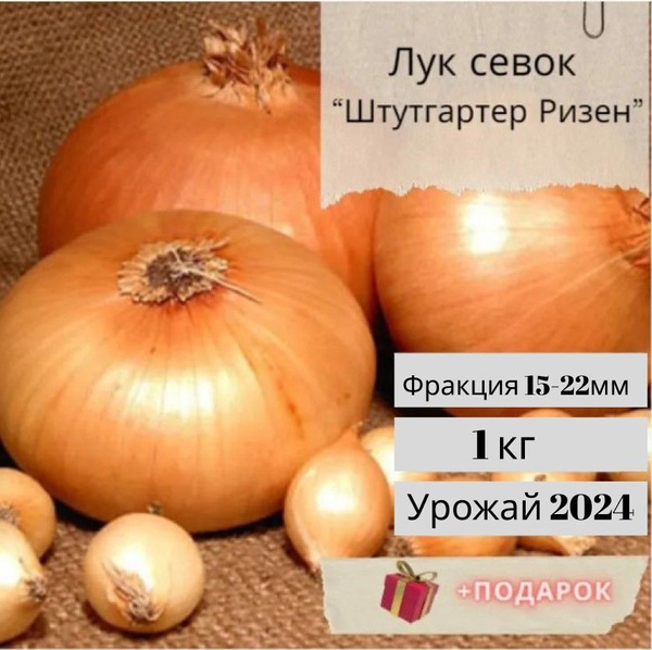 Лук, Лук севок Агро Акцент Лук-севок штутгартер ризен - купить по ...
