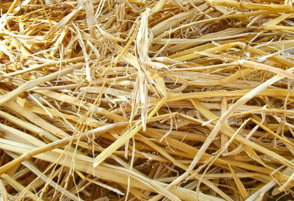 Солома пшеничная 17 кг Свежая заготовка ЭкоДень купить на OZON по ...