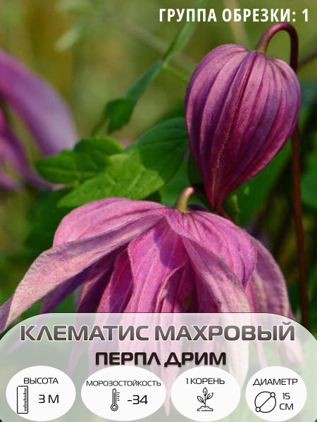 Клематис, Клематисы клематис - купить по выгодным ценам в интернет ...