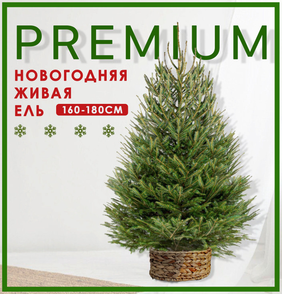 Ель живая новогодняя срезанная 160-180 см "PREMIUM" купить на OZON по ...