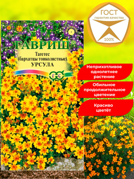 Бархатцы Гавриш Цветы009 - купить по выгодным ценам в интернет-магазине ...