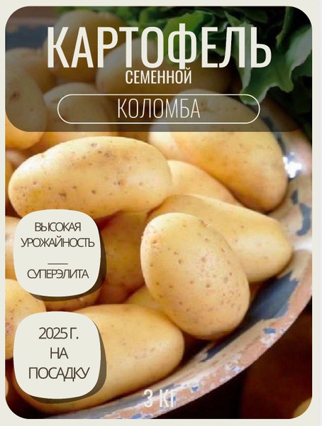 Картофель семенной клубни для посадки 3 кг купить на OZON по низкой ...