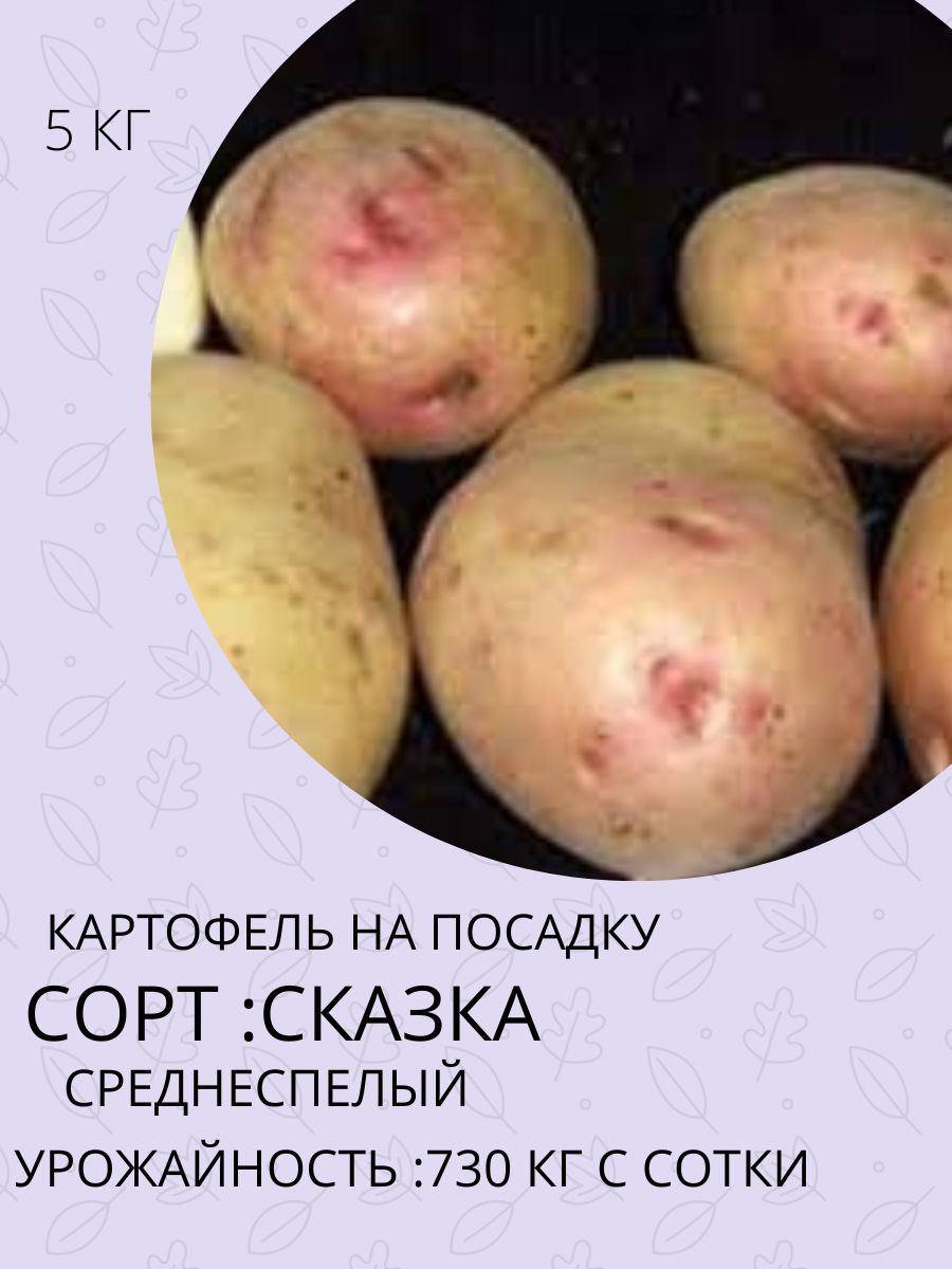 Купить Семена Картофель Сказка