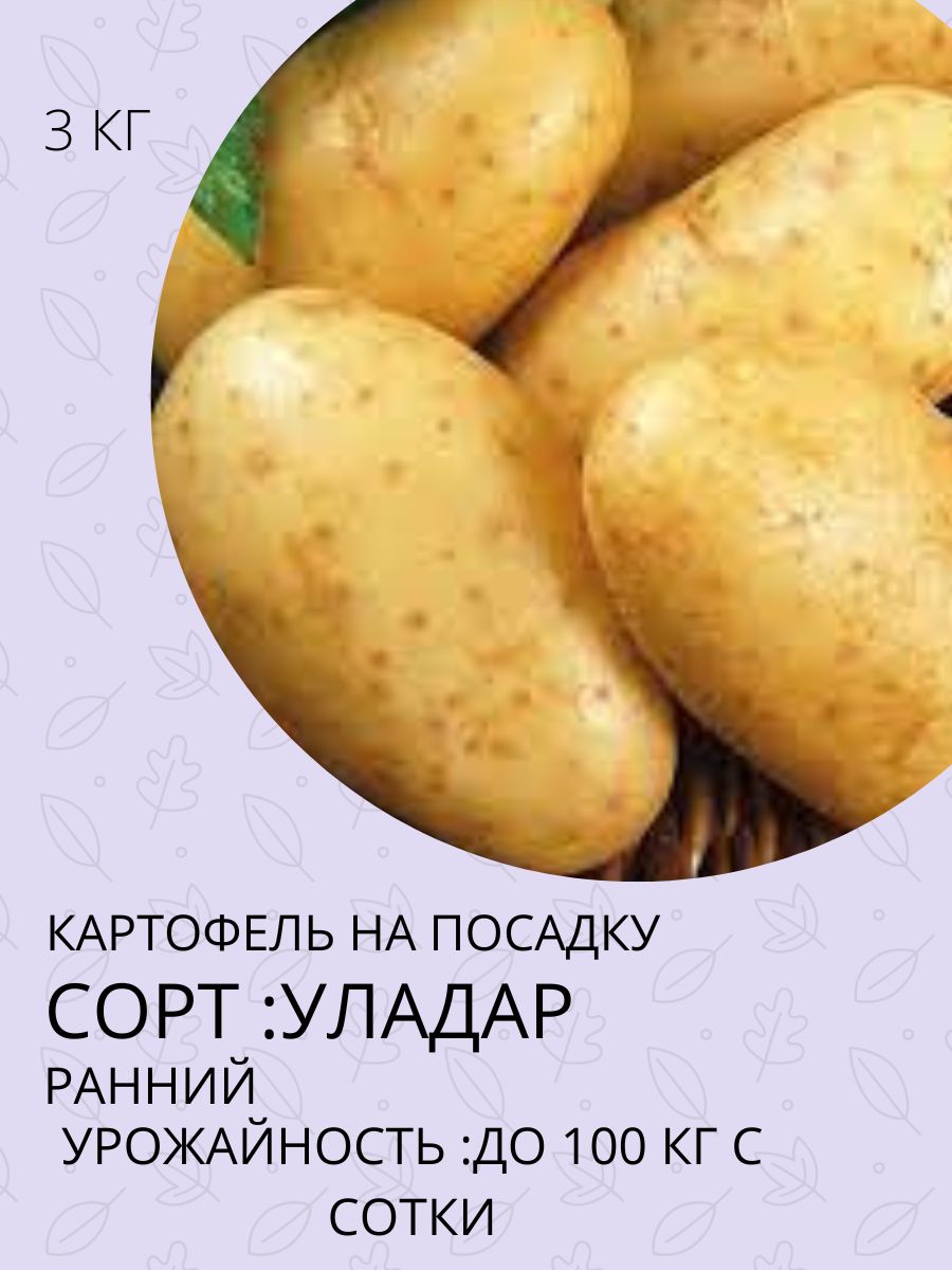 Купить Семенной Картофель В Интернет Адретта