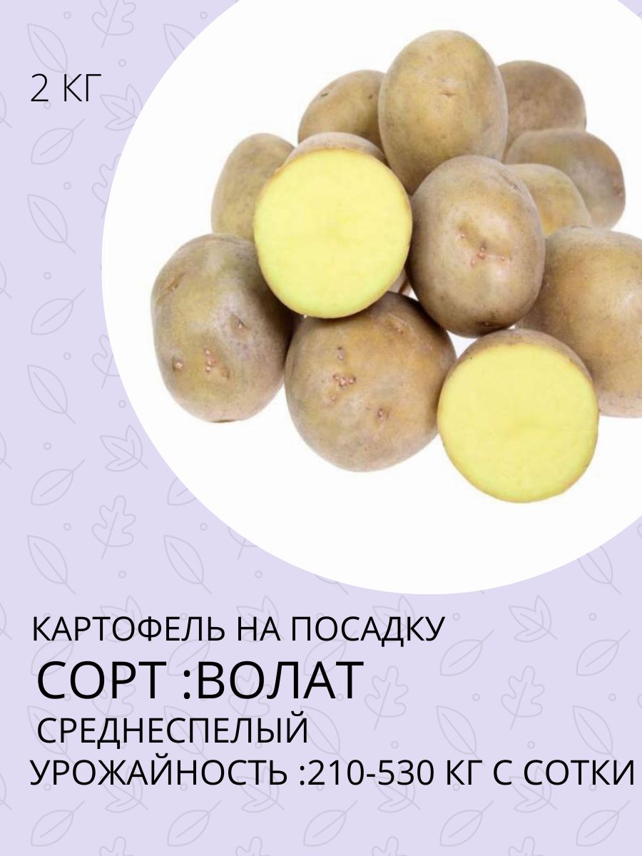 Сорт кавалер. Сорт картофеля кавалер