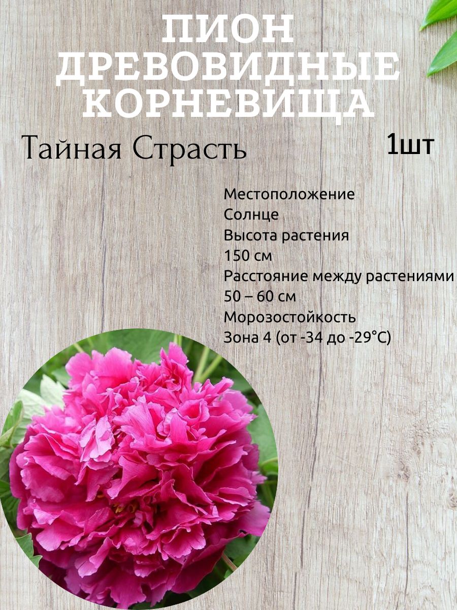 Корневища Пионов Купить В Интернет Магазине