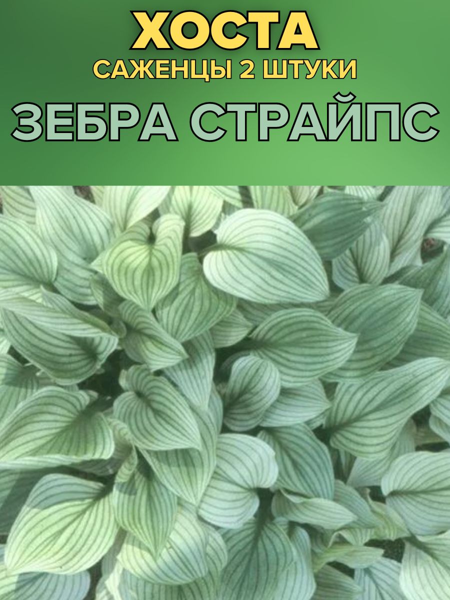 Саженцы Хост Купить В Леруа Мерлен Калуга