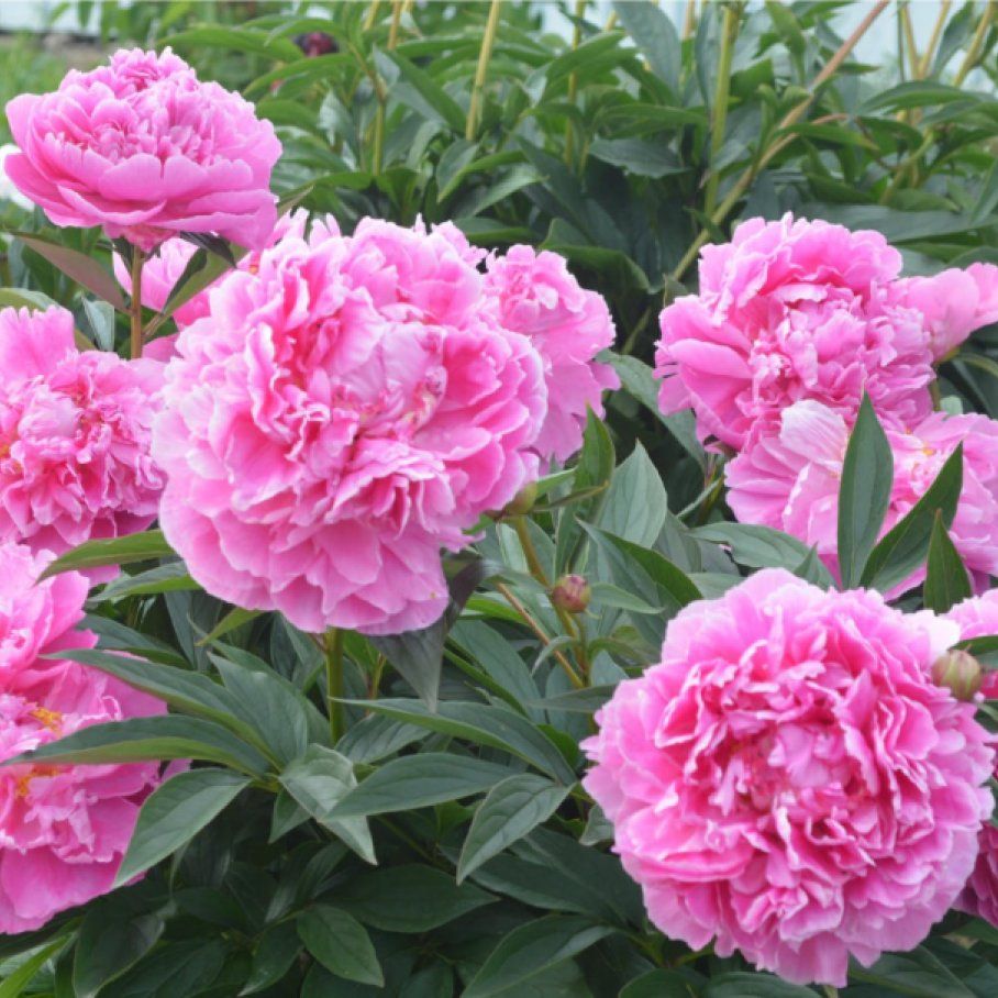 Пион древовидный кинши. Пион ла франс. Гаршинка пионы. Kansas пион. Пион молочноцветковый kansas.