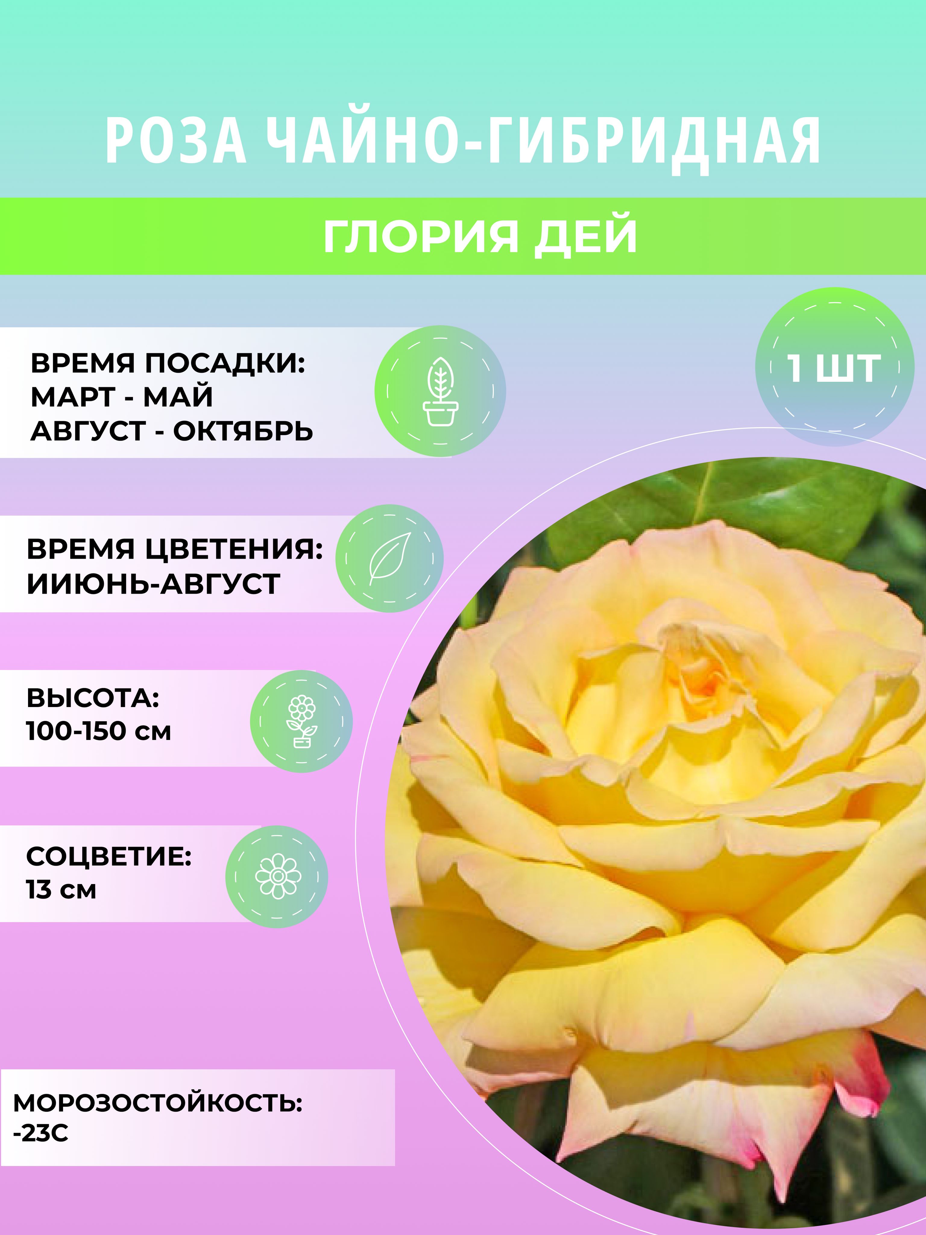 Саженцырозы,розачайно-гибридная,многолетниецветыдлясадаидачи