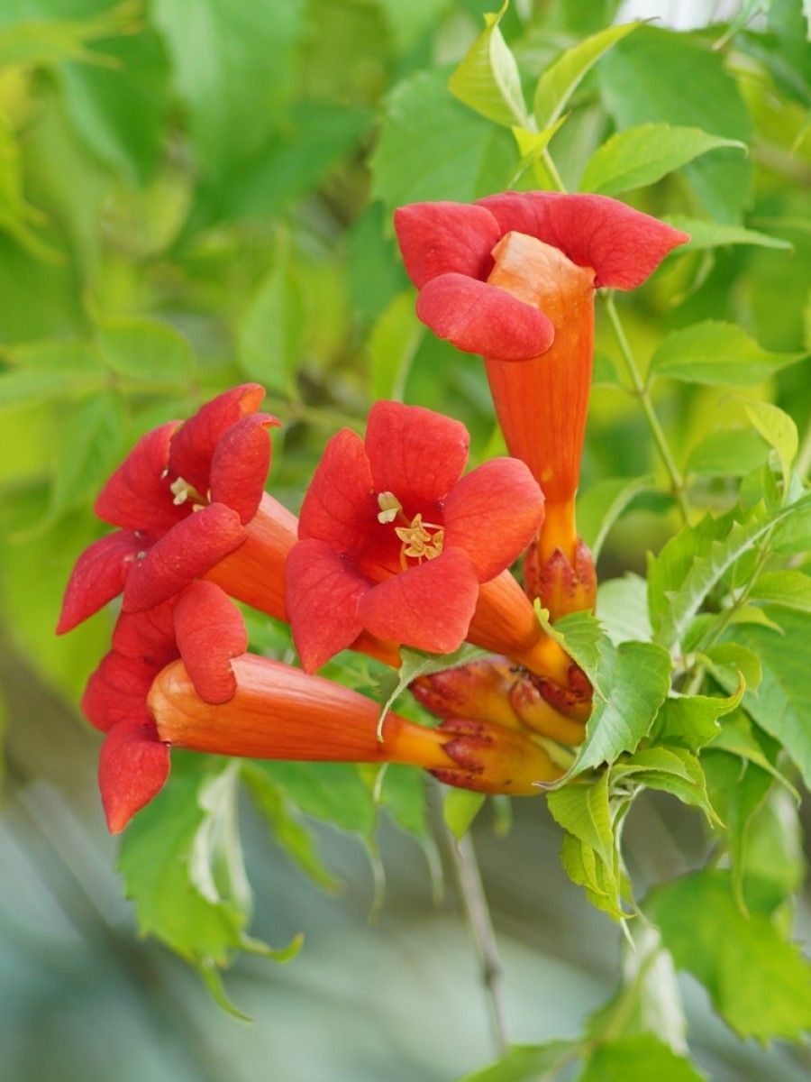 СеменаКампсисукореняющийся(Campsisradicans),10штук