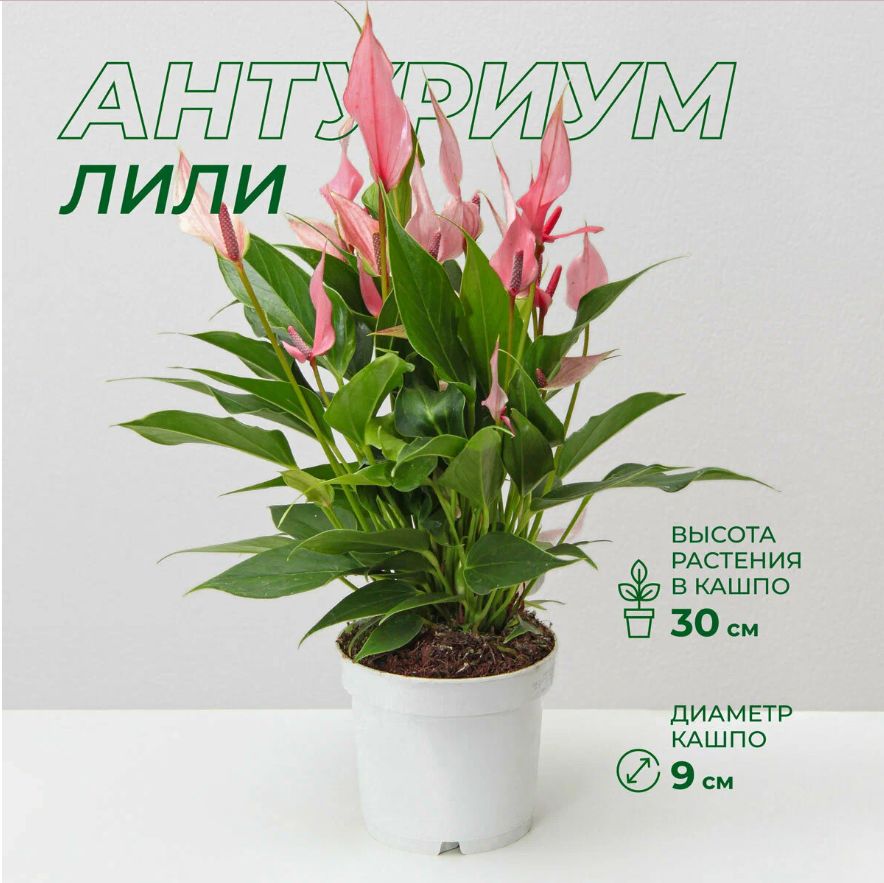 Антуриум Лили (Anthurium Lilli), лучевидный новый сорт, дм 9 см, выс 30-40 см